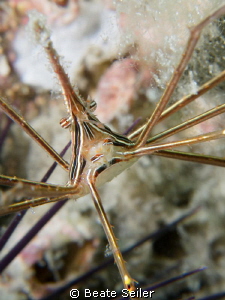 Arrow crab form "Under the Bridge" by Beate Seiler 